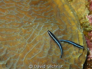 Neon Gobies, Shot with Canon S100 in WP-DC43 housing usin... by David Gilchrist 